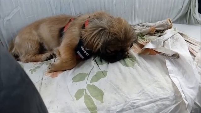 ДОМОЙ К ГАЛЕ смотреть онлайн