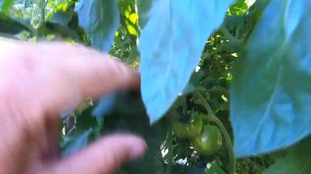 Нежнейший томат Красавица колледжа оправдал свое звание смотреть онлайн