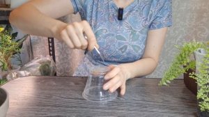 Пересадка папоротника на фитильный полив