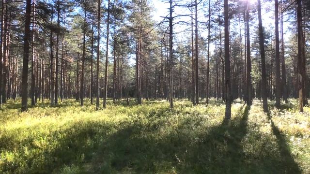 Утро.Лес.Сосны. смотреть онлайн