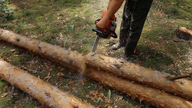 Речицкий опытный лесхоз смотреть онлайн