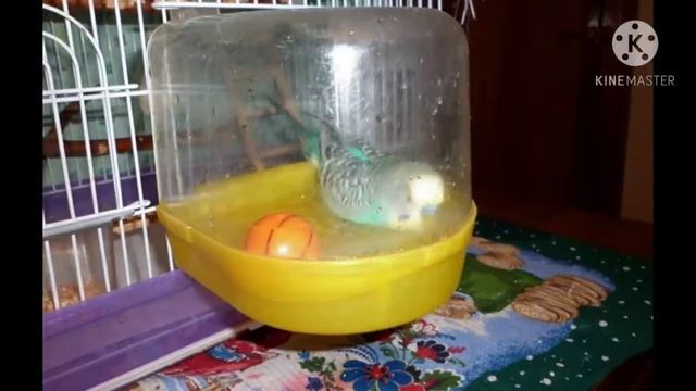 ✅  как правильно купать волнистика