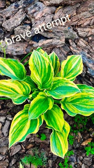 Коллекционный сорт хосты Brave Attempt #hosta #хоста#brave#hosta