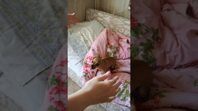 Злой тойчик смотреть онлайн