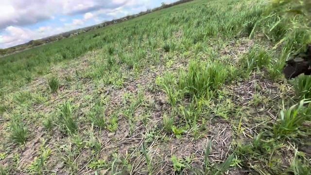 Жах -бурʼян ,віка, падалиця пшениці як покривні для сої в зоні степу.Чи можна впроваджувати? смотреть онлайн