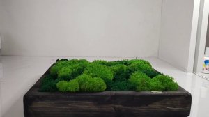 как ухаживать за стабилизированным мхом