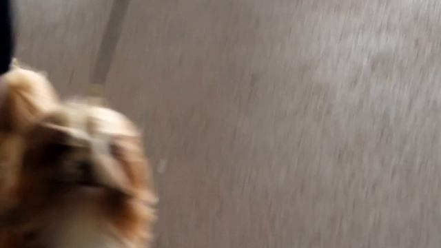 International Dog Show "Cup Of Belarus-2013" Lhasa Apso смотреть онлайн