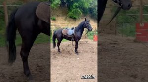 Обучение карачаевского жеребца 🔥🔥🔥город Карачаевск.