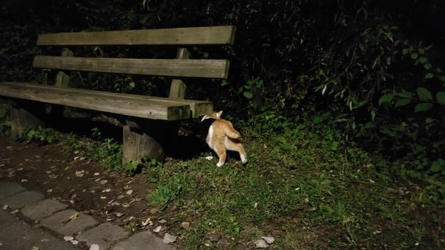 мы встретили милую кошку смотреть онлайн