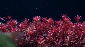 Aquatic plants Rotala Macrandra "Mini Butterfly"（迷你红蝴蝶）