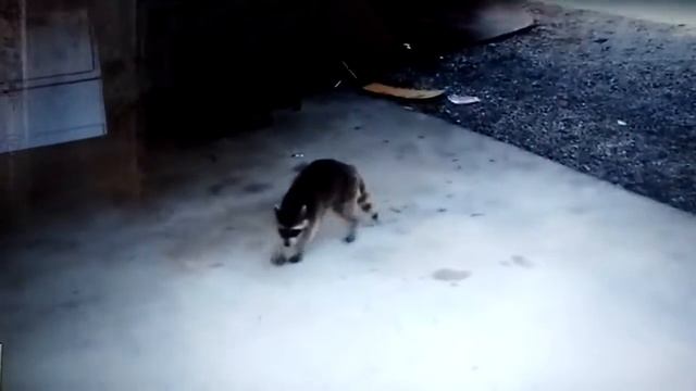 Самые смешные ролики про кошек смотрите наслаждайтесь!!! смотреть онлайн