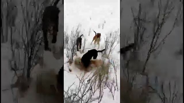 Охота на шакала