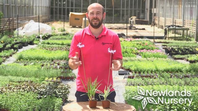 Society Garlic - BuyPlants.co.uk смотреть онлайн