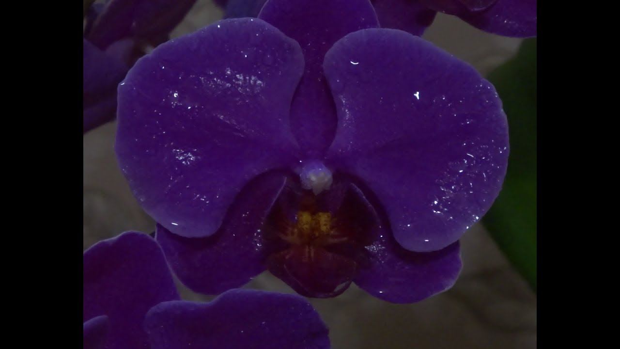 орхидея. Orchid. 兰花