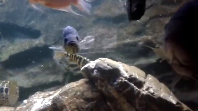 Big cichlid parachromis смотреть онлайн