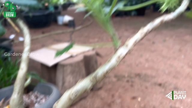 UNCARINA ROEOESLIANA | ONE PLANT A DAY | Gardener Brow смотреть онлайн