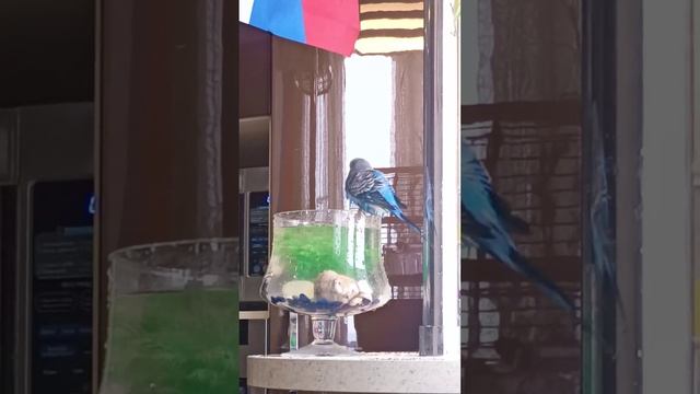 Попугай Яша смотреть онлайн