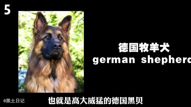盤點世界上最致命的「殺人鳥」！ 只是碰一下，就能讓人當場喪命！【黑土日记】#科普 #birds смотреть онлайн