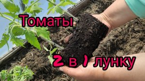 Томаты 2 в 1 лунку. Пересаживаю томаты и перцы.