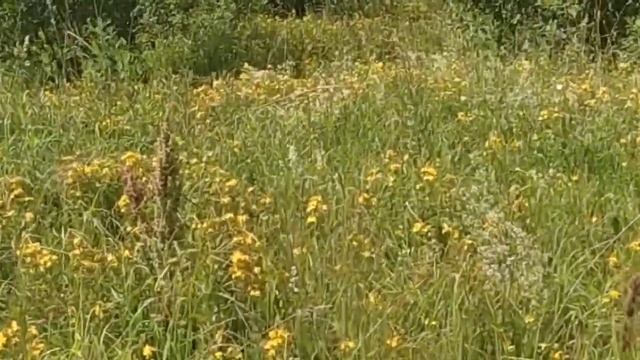 Душица, зверобой. Испугалась до смерти. смотреть онлайн