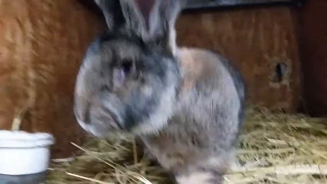 Племенной крол оригенал Knappe Manfred B104 смотреть онлайн