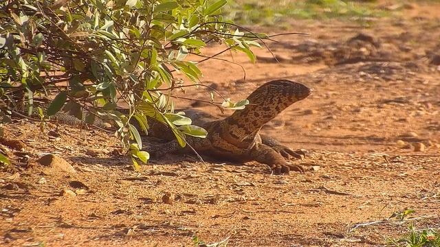 Африка. Варан - Africa. Varan