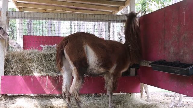 Llama Birth PART ONE - Redemptive Love Farm смотреть онлайн