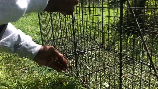 Trapping a Groundhog смотреть онлайн