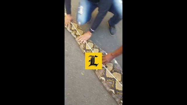 Medio Ambiente incauta dos serpientes en Santiago Rodríguez смотреть онлайн