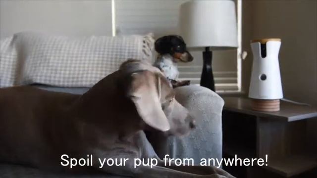Furbo Dog Camera Treat Tossing, Full HD Wifi Pet Camera and 2 Way Audio, Designed for Dogs смотреть онлайн