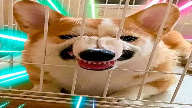 Я РЖАЛ ДО СЛЕЗ 😂 5 Минут ОТБОРНЫХ приколов 2025 Смешные видео - Лучшие ПРИКОЛЫ смотреть онлайн