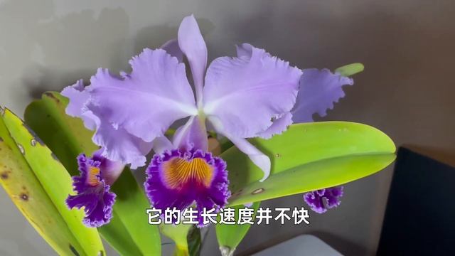 C.Dinard‘Blue Heaven’AM/AOS 蓝天堂