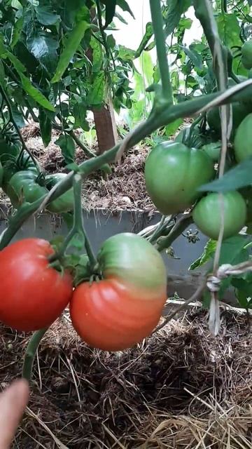 томат Косово на 28 июня...