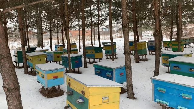 КАК ЗИМОВАТЬ ПЧЁЛ...выбор конструкции омшаника... смотреть онлайн