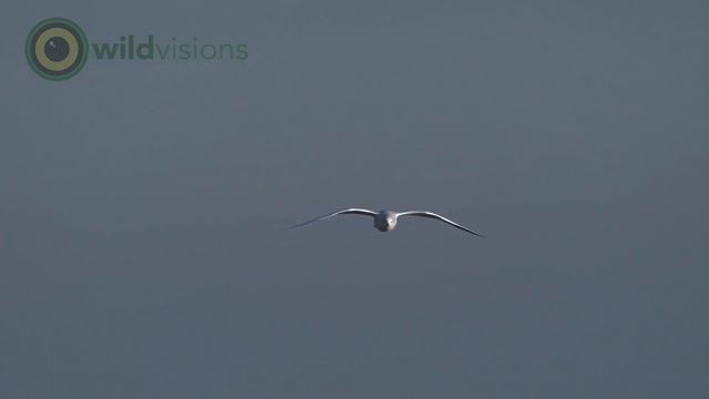 Black-headed Gull - Chroicocephalus ridibundus - winter plumage - evening gathering смотреть онлайн