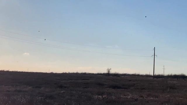 Сапсан гонит крякву смотреть онлайн