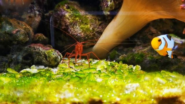 Amphiprion ocellaris Falscher Clown - Anemonenfisch Und Lysmata Wurdemanni смотреть онлайн