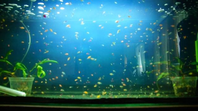 Тернеция Glofish малькам 1 месяц