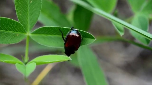 Grikinukas - Phyllopertha horticola смотреть онлайн