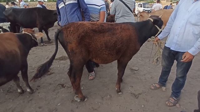 Наманган, Чуст Станция Оптом Мол Бозори. смотреть онлайн