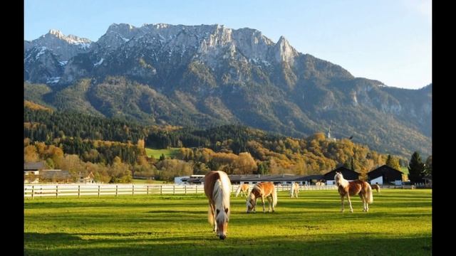 Amazing Horse - Haflinger смотреть онлайн