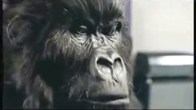 Cadbury's gorilla смотреть онлайн