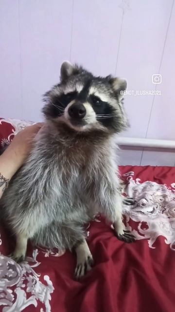 енот Витя #ямыилюша #помощьбездомнымживотным #raccoon #анапа #море #енотики #животные #юмор смотреть онлайн