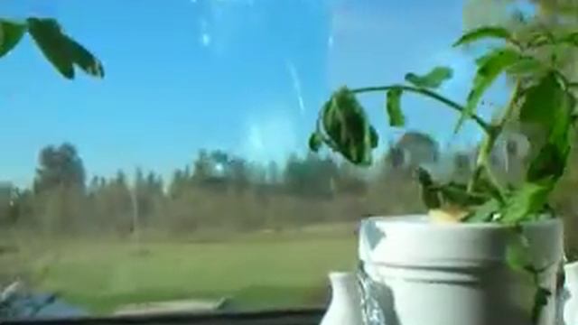 Indoor south window culture of Bush Early Girl tomato plants смотреть онлайн