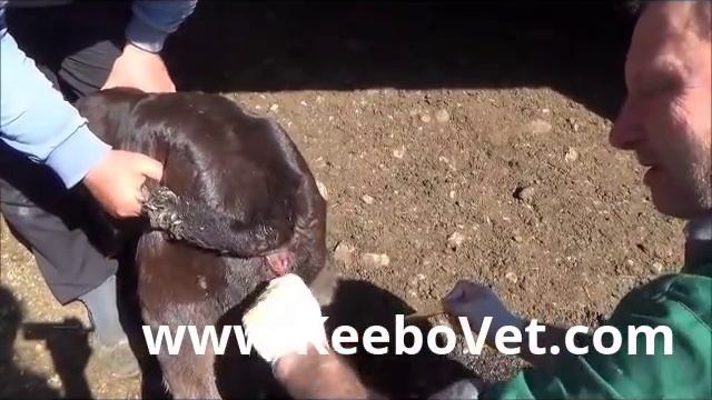 Prolapsus Rectum In Young Calf, Veterinarian Performs Surgery And Reposition смотреть онлайн