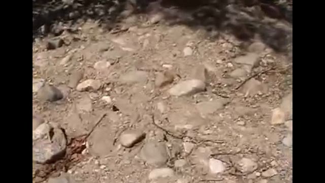 Apatura Ilia Volo смотреть онлайн