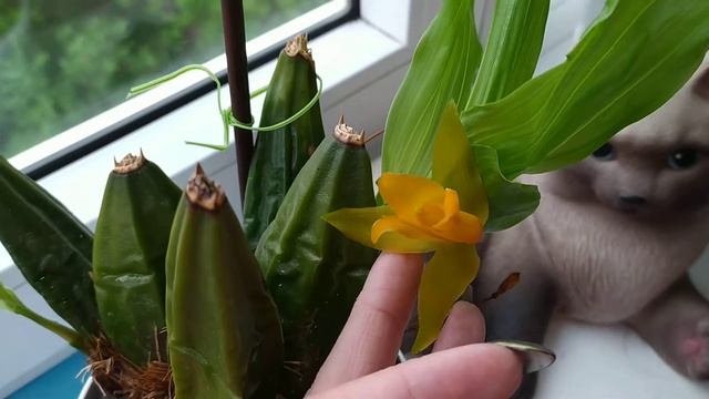 Ликаста.Lycaste Aromatica×Lycaste Cruenta
