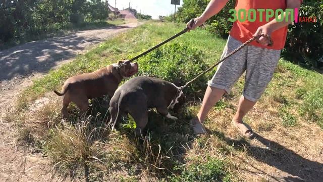 Американский булли. Правда о породе. Грозные собаки. AMERICAN BULLY. Популярная порода. #зоотроп смотреть онлайн