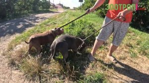 Американский булли. Правда о породе. Грозные собаки. AMERICAN BULLY. Популярная порода. #зоотроп