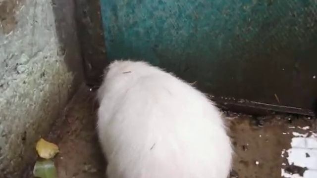 Белый самец